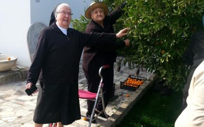 Recolecta de Naranjas: Febrero de 2015