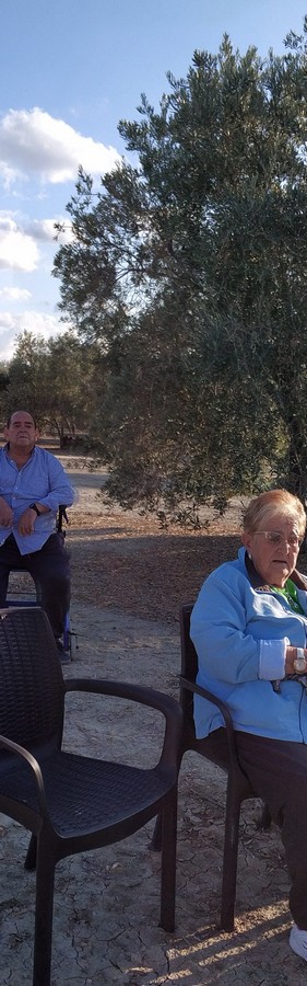Recogida de Aceitunas «En Agua» por nuestros residente/usuarios y Usuarios