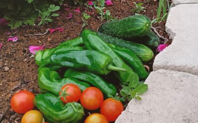 NUESTRAS HORTALIZAS DAN SU FRUTO